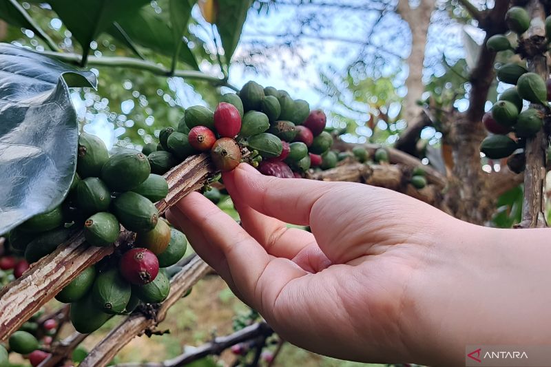 Ilustrasi- Pekerja Kampung Kopi Luwak memegang bijih kopi Liberika yang hendak dipanen di Kutai Kartanegara, Kalimantan Timur, Selasa (10/9/2024). (ANTARA/Muzdaffar Fauzan)