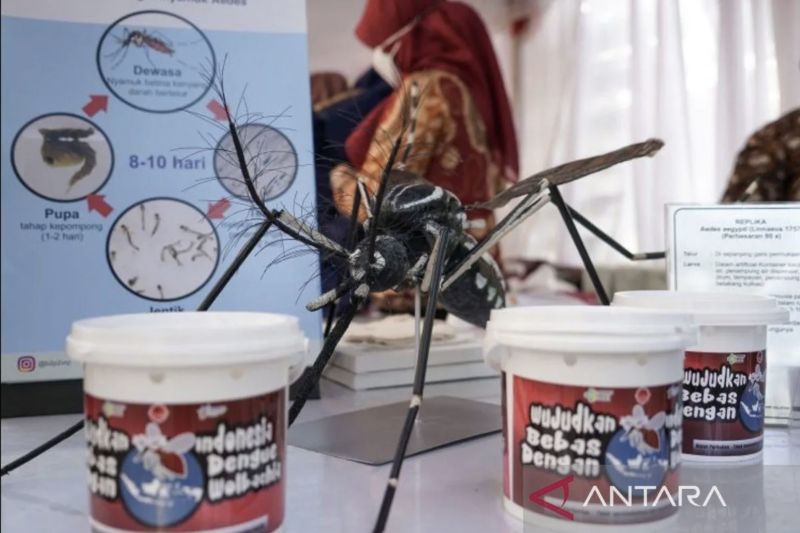 Dinas Kesehatan: Wolbachia Tidak Menular ke Manusia dari Nyamuk