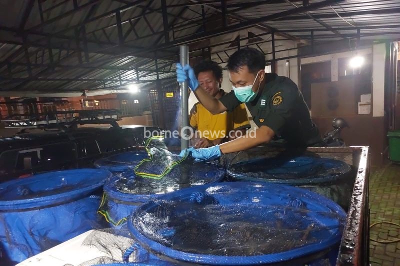 petugas BKHIT Maluku Satuan Pelayanan Pelabuhan Laut Yos Sudarso Ambon, melalukan pemeriksaan kesehatan sebanyak 10.000 ekor belut yang akan dilalulintaskan ke Provinsi Jawa Tengah. ANTARA/ Ho- BKHIT Maluku.
