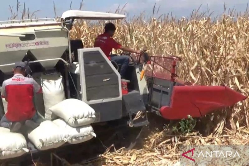 Produksi Jagung di Ngawi Meningkatkan Kesejahteraan Petani