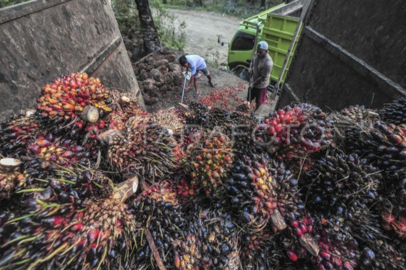 Pendataan Kebun Sawit Rakyat di Kotawaringin Timur, Kolaborasi Pemkab dan YBBI