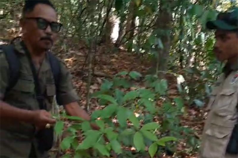 Penemuan Flora Endemik Langka *Dehaasia pugerensis* di TN Meru Betiri