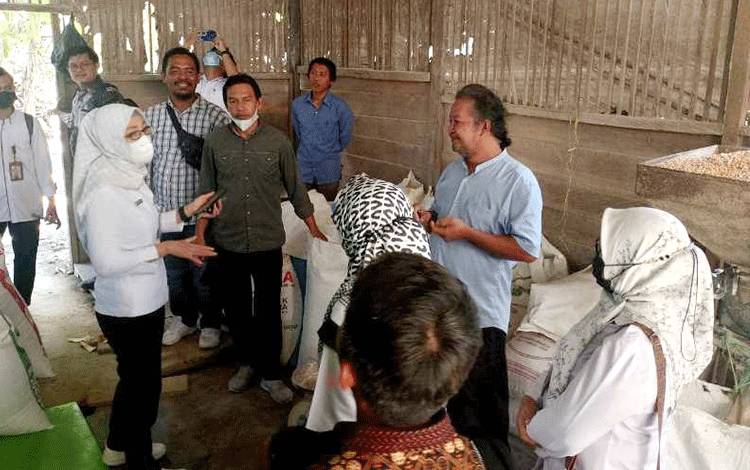 Disnakertranskop UKM Barut Gelar Pelatihan Pengolahan Jagung Menjadi Pakan Ternak