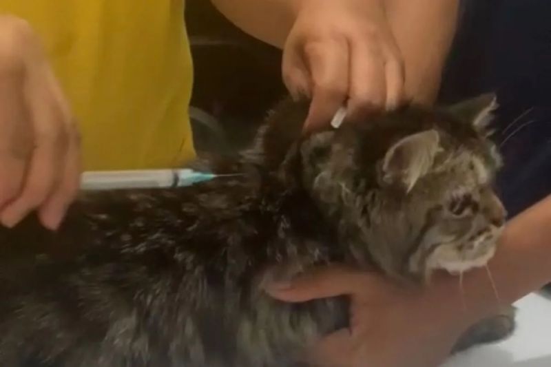 Pemberian vaksin rabies untuk hewan penular rabies di Palembang, Rabu (28/6/2023). (ANTARA/Ahmad Rafli Baiduri)