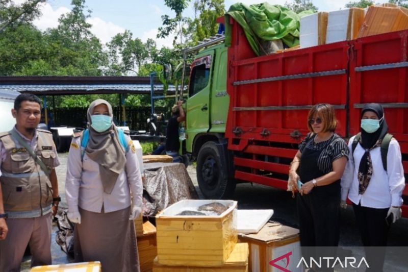 Karantina Kaltim Musnahkan 578 Kg Daging Babi Ilegal di Balikpapan