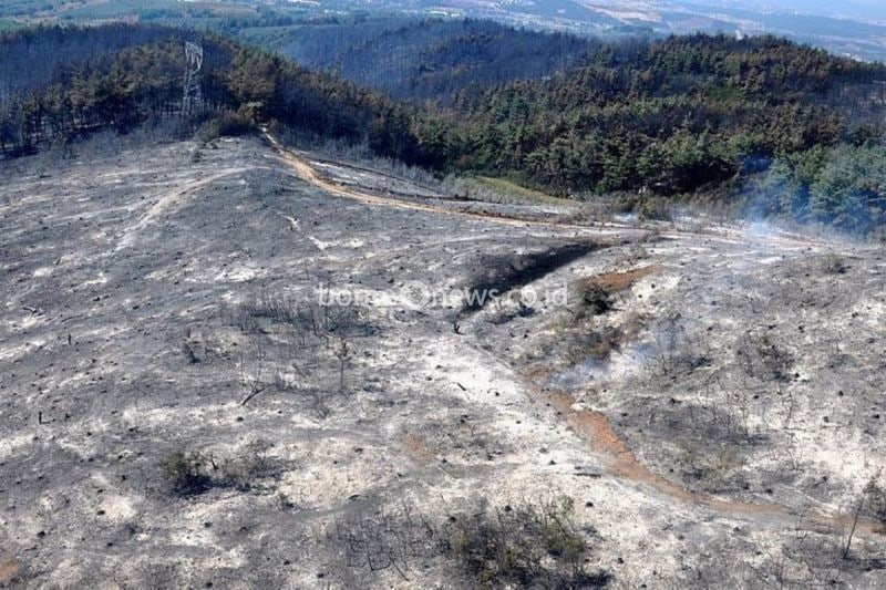 Pemukim ilegal Israel membakar kebun zaitun dan properti milik warga Palestina di Desa Yatma, sebelah selatan Nablus, di wilayah utara Tepi Barat, pada Kamis (12/9/2024) malam. ANTARA/Anadolu/py
