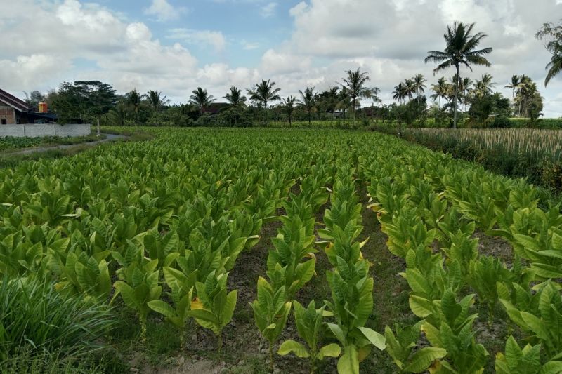 Pemerintah Lombok Tengah Perluas Kemitraan untuk Tingkatkan Petani Tembakau