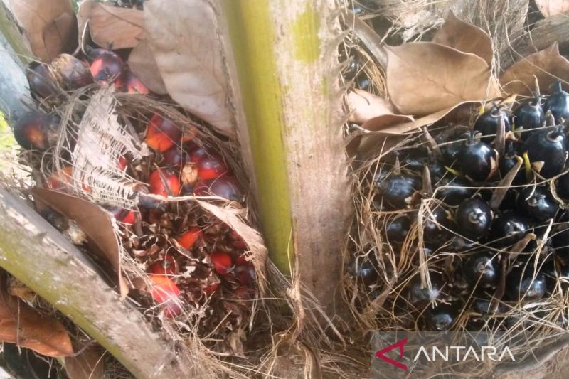 Kenaikan Harga TBS Kelapa Sawit di Kalimantan Timur September 2024