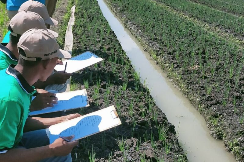 Peningkatan Keterampilan Pasca-Panen Petani dan UMKM di Ngawi