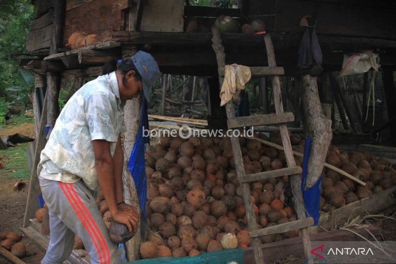 Petani kopra di Kecamatan Poleang Utara, Kabupaten Bombana, Sultra. ANTARA/Azis Senong