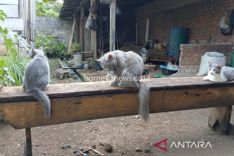 Pemkot Bengkulu Sediakan 750 Vaksin Rabies Gratis untuk Hewan Peliharaan