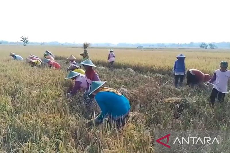 Luas Lahan Pertanian Padi di Madiun Menyusut Jadi 24.000 Hektare