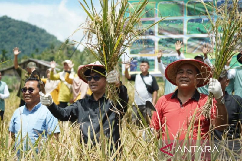 Penerapan Metode Tanam Padi Tanpa Olah Tanah Hemat Biaya Produksi