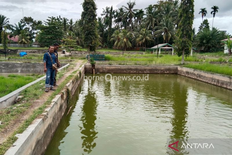 Perbaikan Kolam BBI Mukomuko dengan Dana Rp400 Juta untuk Tingkatkan Produksi Ikan