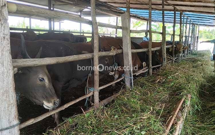 Nilai Tukar Petani Peternakan Kalteng Alami Penurunan Hingga 0,34 Persen