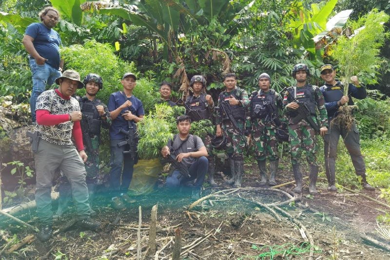 Bea Cukai dan TNI Gagalkan Penanaman Ganja di Perbatasan Papua