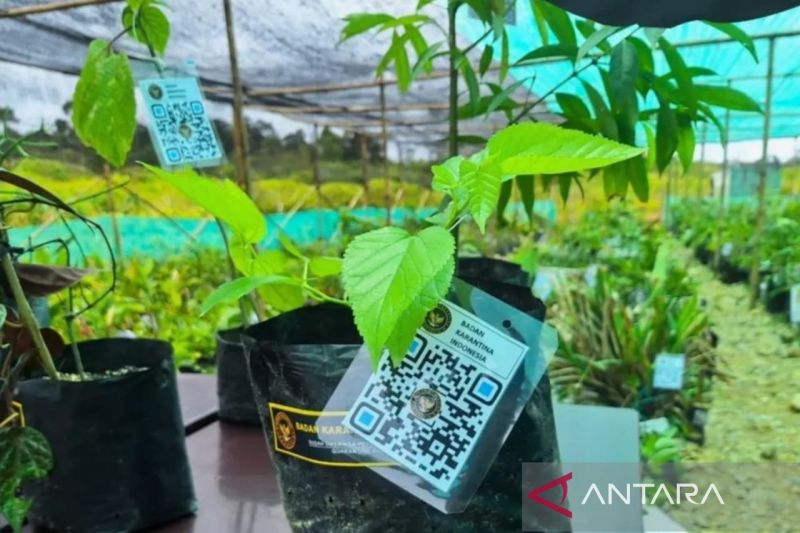 Kode pemindai (QR Code) yang dipasang pada bibit tanaman herman di Taman Sains Teknologi Herbal dan Hortikultura (TSTH2) di Humbang Hasundutan Sumatera Utara. ANTARA/HO-Barantin.