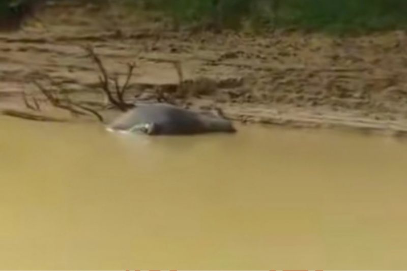 Dinas PKH Riau Konfirmasi Kematian Kerbau Bukan Akibat Ngorok