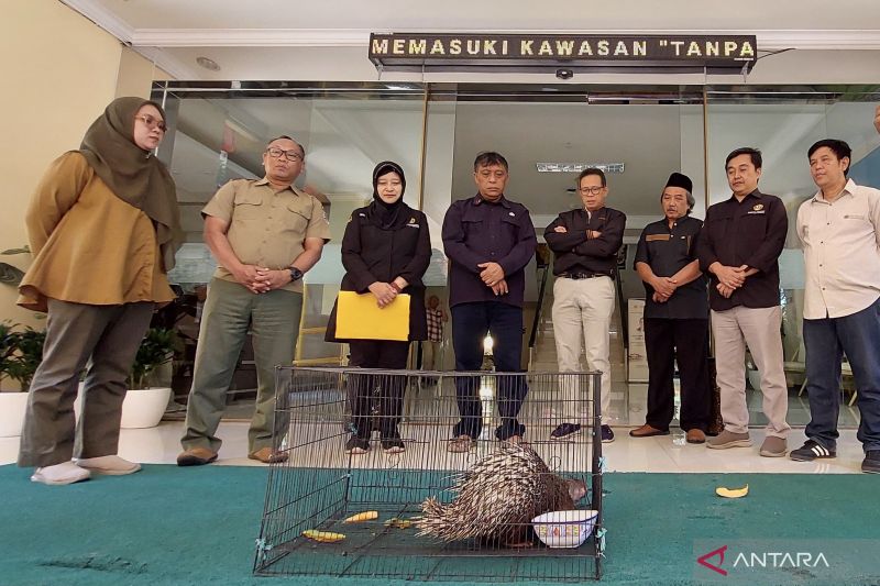 Evakuasi Landak Jawa, Unpad Serahkan ke BBKSDA Jawa Barat