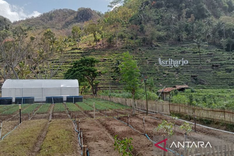 Wisata Agro Edukasi di Sriharjo Tawarkan Pengalaman Pertanian Menarik