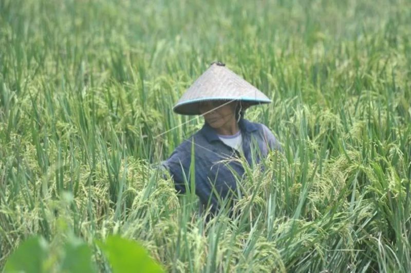 Optimalisasi Lahan Rawa di Sumsel Untuk Tingkatkan Produksi Beras
