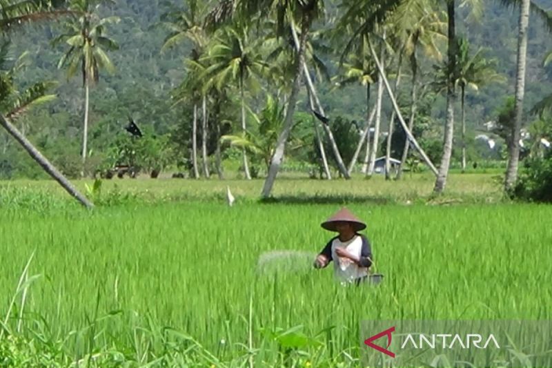 Penyerapan Pupuk Bersubsidi di Rejang Lebong Mencapai 2.729 Ton