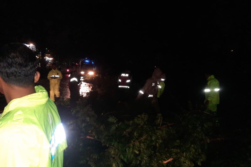 Hujan Deras di Batam Sebabkan Pohon Tumbang dan Gangguan Lalu Lintas