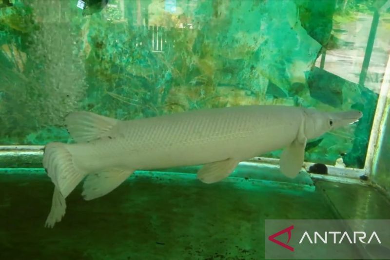 Ikan alligator gar. ANTARA/HO-KKP