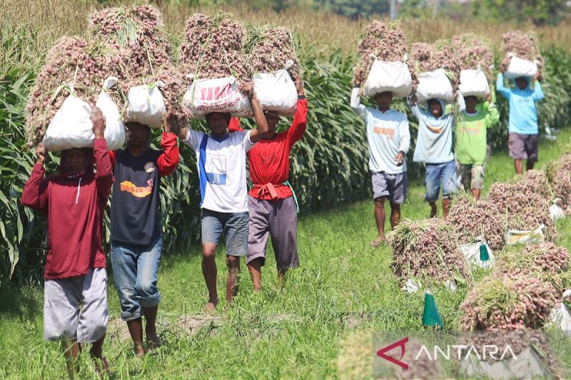 Sejumlah buruh tani mengangkut bawang merah hasil panen saat turunnya harga pasar di area persawahan Desa Ngasem, Kediri, Jawa Timur, Kamis (11/7/2024). ANTARA FOTO/Prasetia Fauzani/rwa/aa.