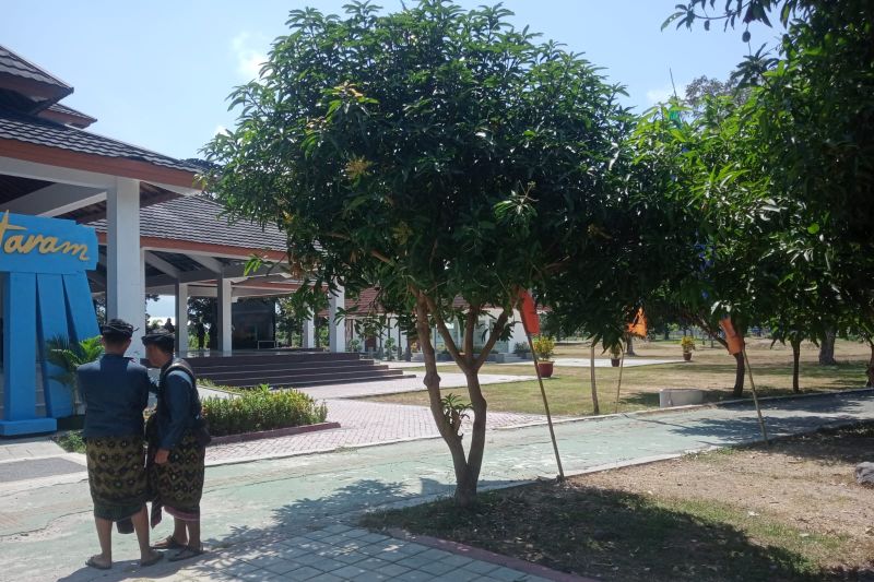 Sejumlah pohon Mangga Mentaram yang dikembangkan di areal Ruang Terbuka Hijau (RTH) Pagutan, Kota Mataram, Provinsi Nusa Tenggara Barat. (ANTARA/Nirkomala)