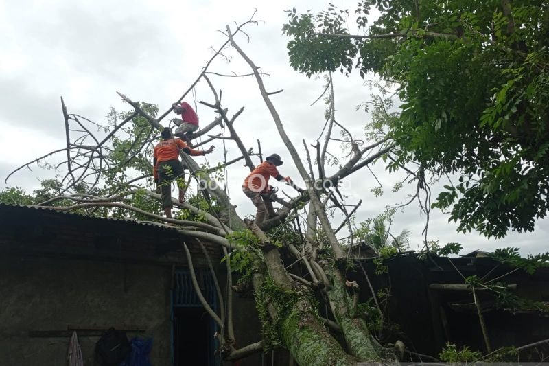 BPBD Padang Tangani 65 Titik Pohon Tumbang Akibat Cuaca Ekstrem