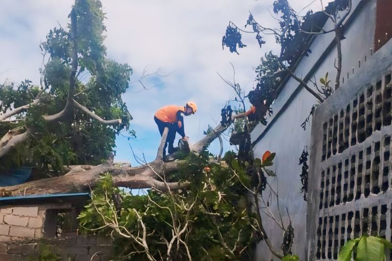 Petugas BPBD Tanjungpinang, Kepri, mengevakuasi pohon tumbang menimpa rumah warga akibat cuaca ekstrem, Rabu (18/9/2024). (ANTARA/HO-Humas BPBD Tanjungpinang)