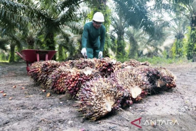 Harga TBS Kelapa Sawit di Riau Turun, Pengaruh Harga CPO Terus Berlanjut