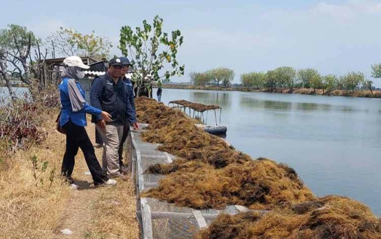 Seruyan Potensial Kembangkan Budidaya Rumput Laut