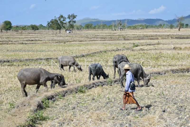 BPBD NTB Imbau Petani Efisiensi Air, Hadapi Kekeringan Musim Kemarau