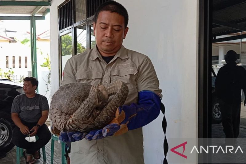 Petugas BKSDA Banten mengamankan hewan trenggiling dari warga yang secara sukarela, di Kantor BKSDA Banten, Kamis (19/9/2024). (ANTARA/Desi Purnama Sari)