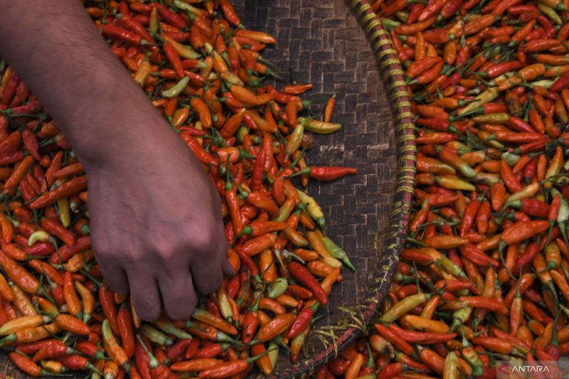 Kenaikan Harga Komoditas Pangan, Cabai Rawit Rp46.310 per Kg