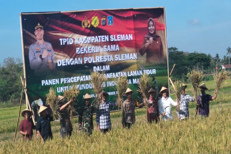 Panen Raya Padi di Lahan Tidur Sleman Capai 8,8 Ton per Hektare