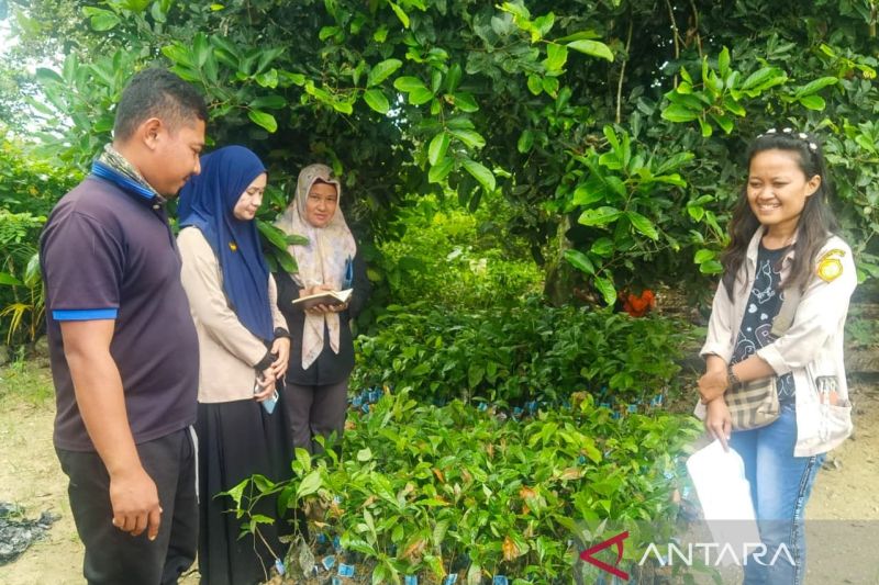 Bibit pala siap dibagikan Disbun Sultra di empat kabupaten di Sultra. ANTARA/Azis Senong