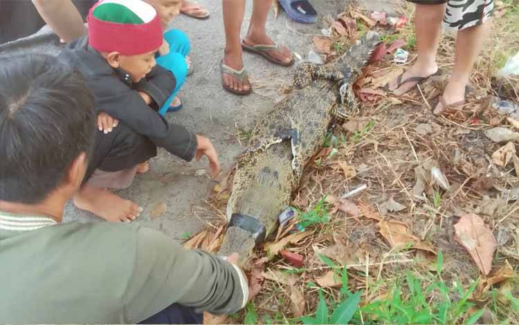 Begini Kronologi Buaya Tertangkap Warga di Sungai Mentaya Sampit