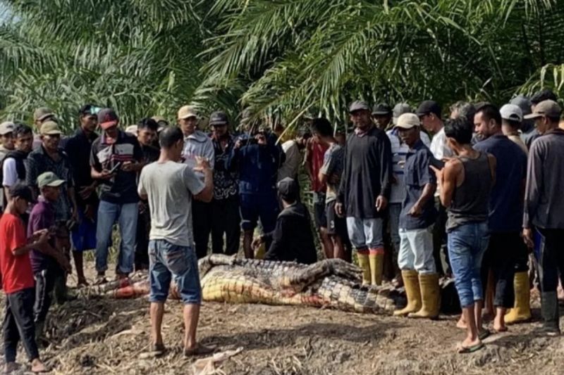 Pria 68 Tahun Tewas Diterkam Buaya Saat Memancing di Rokan Hilir