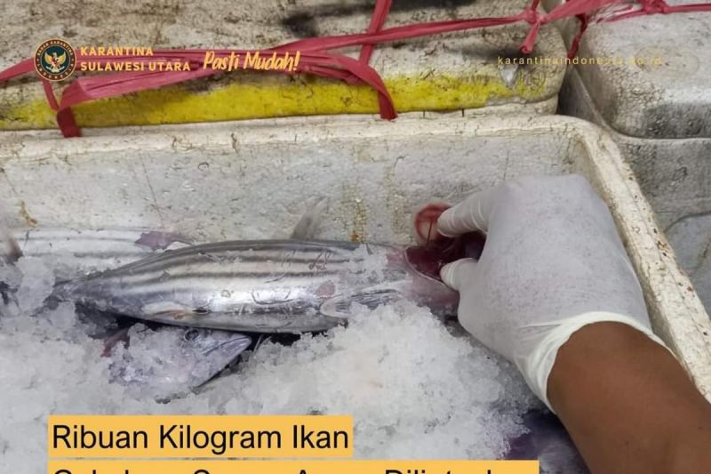 Petugas Karantina saat memeriksa kuakitas ikan sebelum dikirim ke Manado dari Sitaro, Sulut, Jumat (20/9/2024). ANTARA/HO-Karantina.