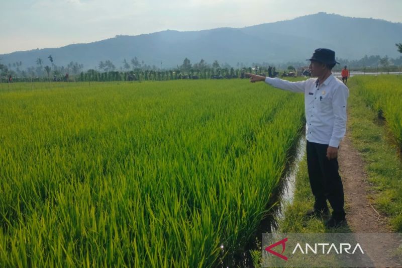 Kepala Distankan Rejang Lebong Amrul Eby menunjukkan areal persawahan di Desa Lubuk Ubar, Kecamatan Curup Selatan yang memiliki sistem pengairan yang baik. (ANTARA/dok/Nur Muhamad)