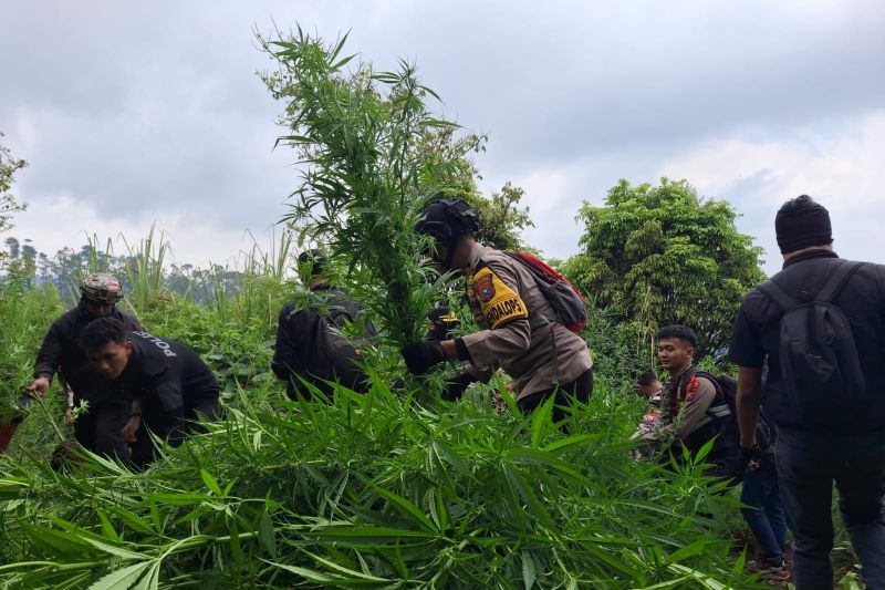 Penemuan 10.000 Tanaman Ganja di Lereng Gunung Semeru