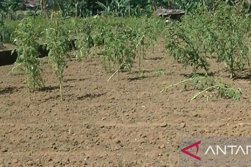 Lahan pertanian di wilayah Kabupaten Sukabumi, Jabar yang mengalami kekeringan akibat kemarau panjang. ANTARA/Dok/Aditya Rohman