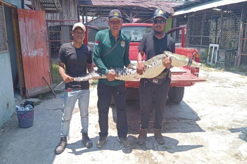 Buaya Terjerat Jala Ikan Ditemukan Warga di Sungai Mentaya