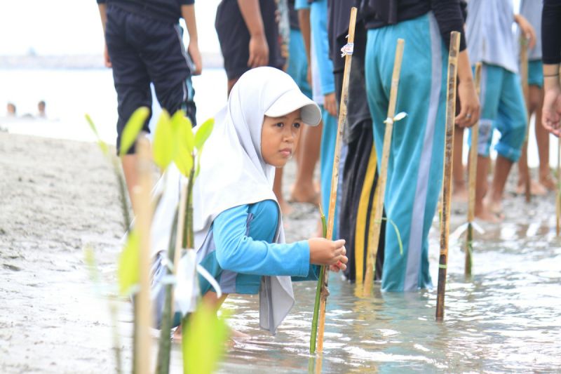 Salah seorang murid SD melakukan penanaman mangrove di pesisir Pantai Mampie, Desa Galeso, Kecamatan Wonomulyo, Kabupaten Polewali Mandar, Sulawesi Barat, Sabtu (21/9/2024). (ANTARA/HO/Komunitas Sahabat Penyu)