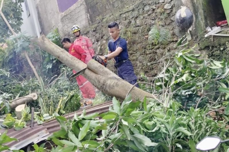 Pohon Tumbang di Batam Bukan Karena Usia Tua, Ini Penjelasannya