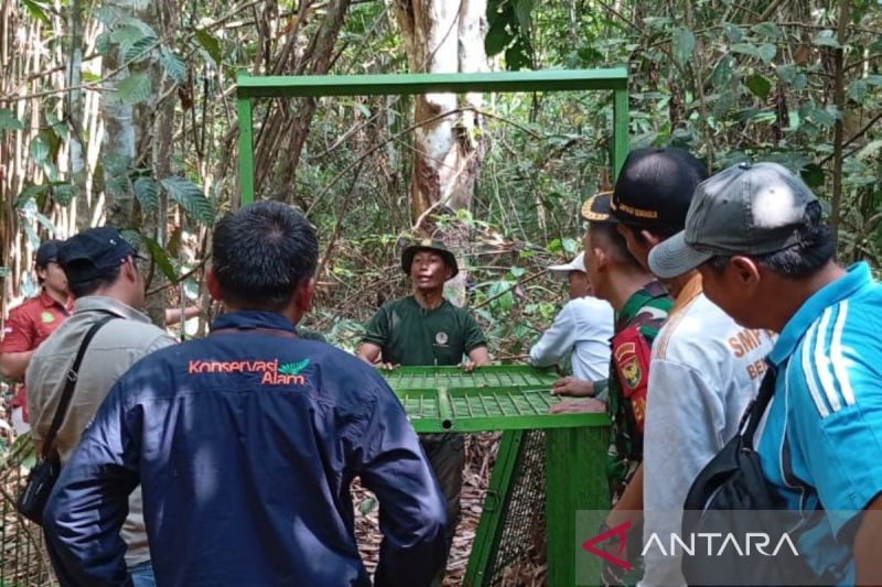 BKSDA Bengkulu, TNI dan lainnya saat memasang perangkap harimau di Kabupaten Bengkulu Utara. ANTARA/Anggi Mayasari