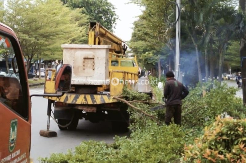 Pemantauan Pohon Rawan Tumbang di Batam untuk Keamanan Masyarakat